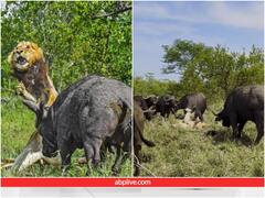 भैंसों के झुंड के बीच फंस गया बूढ़ा शेर, हमले ने हाल किया बेहाल