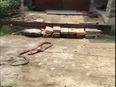 WATCH: Snake Slithers Away With Slipper In Viral Video, Internet Has A Good Laugh