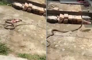 Viral Video: ਚੱਪਲ ਚੋਰ ਸੱਪ... ਦੂਰ ਰਹਿਣ ਲਈ ਔਰਤ ਨੇ ਸੁੱਟੀਆਂ ਚੱਪਲਾਂ, ਫਿਰ ਸੱਪ ਚੁੱਕ ਕੇ ਲੈ ਗਿਆ