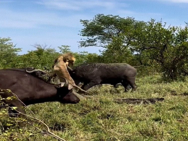 Herd Of Buffaloes Attack Old Lion As It Tries To Fight Back In Hair Raising Viral Video Herd Of Buffaloes Attacks Old Lion As It Tries To Fight Back In Hair-Raising Viral Video