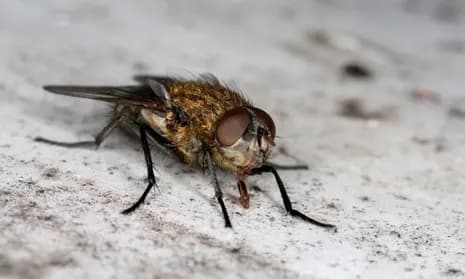 How to Get Rid of Houseflies at Home Naturally and Safely House Flies:શું તમારા ઘરમાં છે માંખીઓનો ત્રાસ? આ ખાસ નુસખો અપનાવી મેળવો છુટકારો