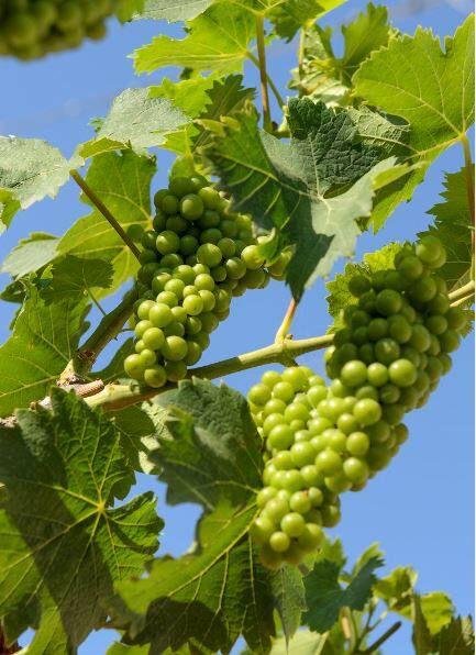 मिरजेसह चार तालुक्यांना अवकाळी पावसाचा तडाखा बसला आहे. त्यामुळं द्राक्ष उत्पादक शेतकरी चिंतेत आहेत.