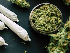 सिगरेट या गांजा, फेफड़ों के लिए कौन सी चीज ज्यादा खतरनाक है पूरी रिसर्च पढ़ लीजिए