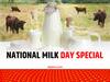 National Milk Day Special: साइज पर मत जाइए....दूध के मामले में गाय-भैंस को भी मात दे रही बकरी, मार्केट में मचा तहलका, जानें डीटेल