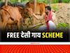 Sahbhagita Yojana: लग गई लौटरी....मुफ्त में एक-एक देसी गाय, देखभाल के लिए 900 रुपये भी मिलेंगे, ऐसे उठाएं लाभ
