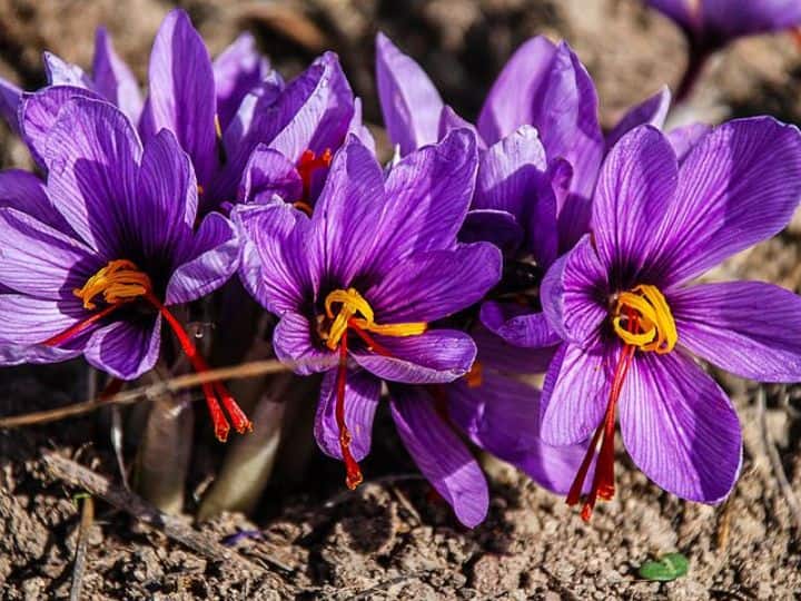 Saffron Farming process know Who can cultivate kesar केसर की खेती कौन-कौन कर कर सकता है, इसका पौधा कैसा होता है और ये कैसे बनता है