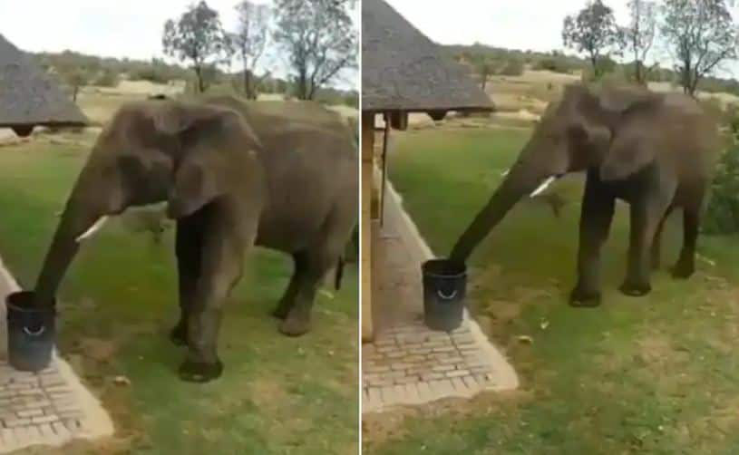 smart elephants showing good manners by throwing waste in dustbin viral video Viral Video: ਹਾਥੀ ਵੀ ਜਾਣਦਾ ਹੈ ਚੰਗਾ ਚਾਲ-ਚਲਣ, ਗਜਰਾਜ ਦੀ ਡਸਟਬਿਨ 'ਚ ਕੂੜਾ ਸੁੱਟਣ ਦੀ ਵੀਡੀਓ ਵਾਇਰਲ