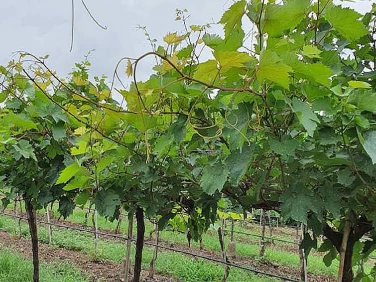Sangli Agriculture News Unseasonal rains in Sangli district, grape growers worried  Agriculture News : सांगली जिल्ह्यात अवकाळी पावसाचा तडाखा, फुलोऱ्यातील द्राक्ष बागांना धोका, हरभरा उत्पादकही चिंतेत