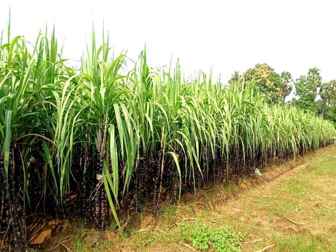 Mayiladuthurai district, the farmers demands that the government buy Pongal sugarcane directly through the cooperative sector TNN பொங்கல் கரும்புகளை அரசே நேரடி கொள்முதல் செய்ய வேண்டும் - விவசாயிகள் கோரிக்கை
