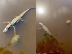 मगरमच्छ और कछुए की ऐसी दोस्ती नहीं देखी होगी कहीं, पानी में मिले फिर ऐसे दिखाया प्यार - देखिए Video