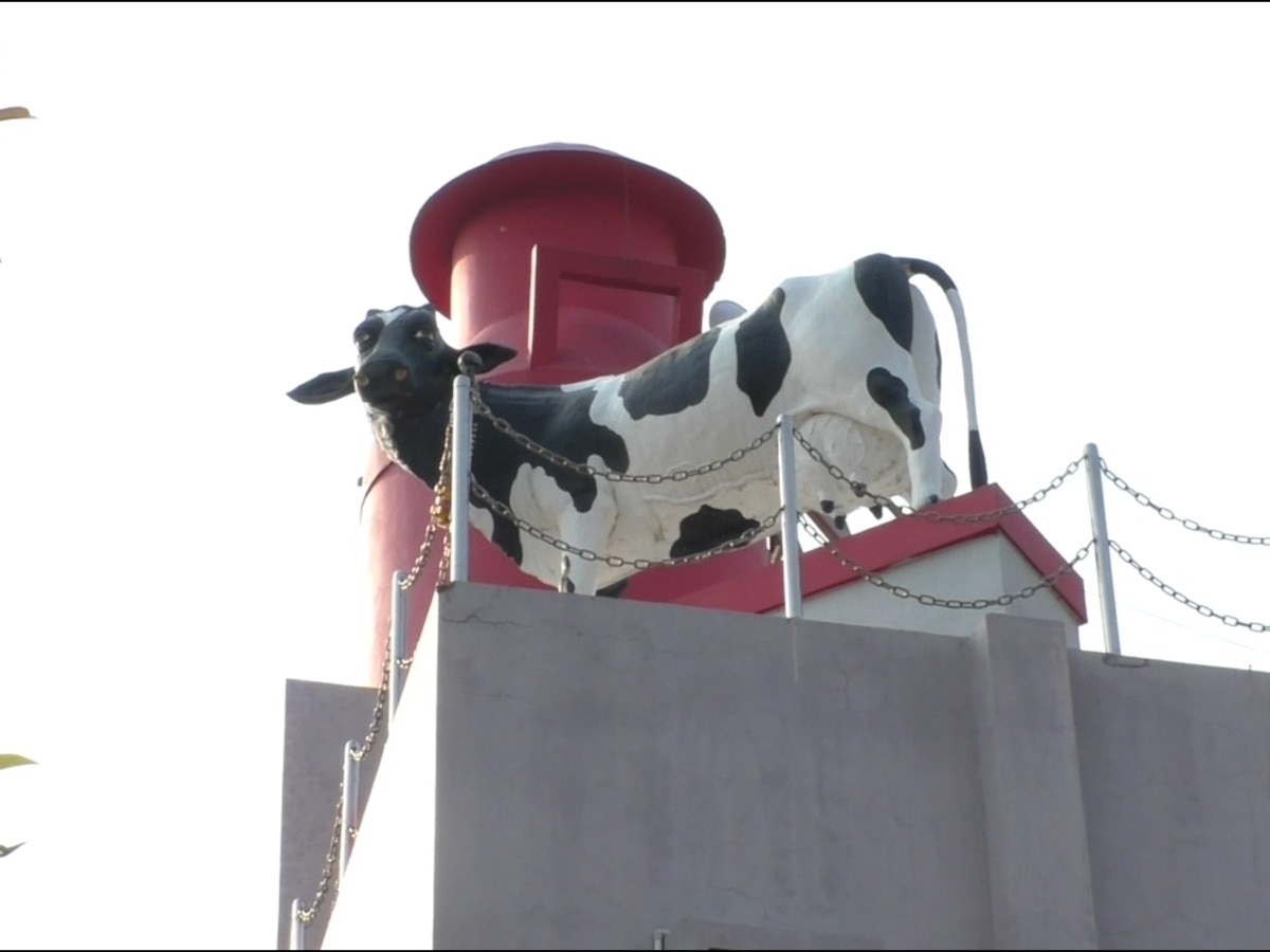 Success Story : गायीच्या दूध आणि शेणातून बांधला एक कोटीचा बंगला, वर्षाला तब्बल दीड कोटींचा नफा, वाचा प्रकाश इमडेंची यशोगाथा