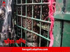 ভাল্লুকের জন্য পাতা খাঁচায় ধরা পড়ল পূর্ণ বয়স্ক চিতা !