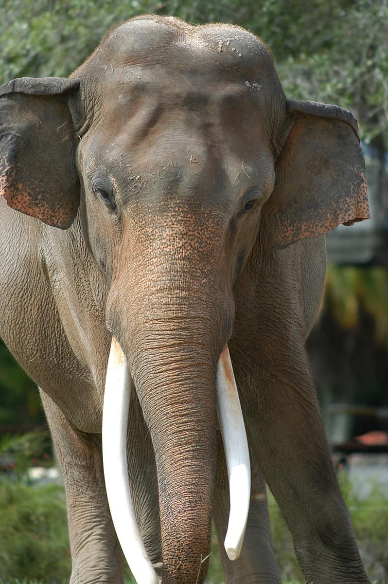 Oldest Elephant Died: அமெரிக்காவில் கருணைக் கொலை செய்யப்பட்ட இந்திய யானை..! பின்னணி என்ன..?