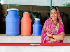 क्या है गाय-भैंस का दूध बढ़ाने का मंत्र, जो डेयरी बिजनेस में लगा सकता है चार चांद, आज पता चल ही जाए