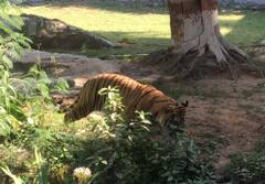 Winter Care: પ્રાણી સંગ્રહાલયમાં સરિસૃપ, વાઘ સહિતના પ્રાણીઓને ઠંડીથી બચાવવા કરવામાં આવી ખાસ વ્યવસ્થા, જુઓ તસવીરો