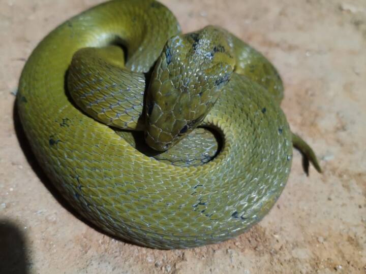 Chhattisgarh News: कोरबा में पहली बार दिखा दुर्लभ प्रजाति का Keelback Snake, इंटरनेशनल मार्केट में लाखों है कीमत Chhattisgarh Rare species of keelback snake seen for first time in Korba Checkered keelback ANN Chhattisgarh News: कोरबा में पहली बार दिखा दुर्लभ प्रजाति का Keelback Snake, इंटरनेशनल मार्केट में लाखों है कीमत