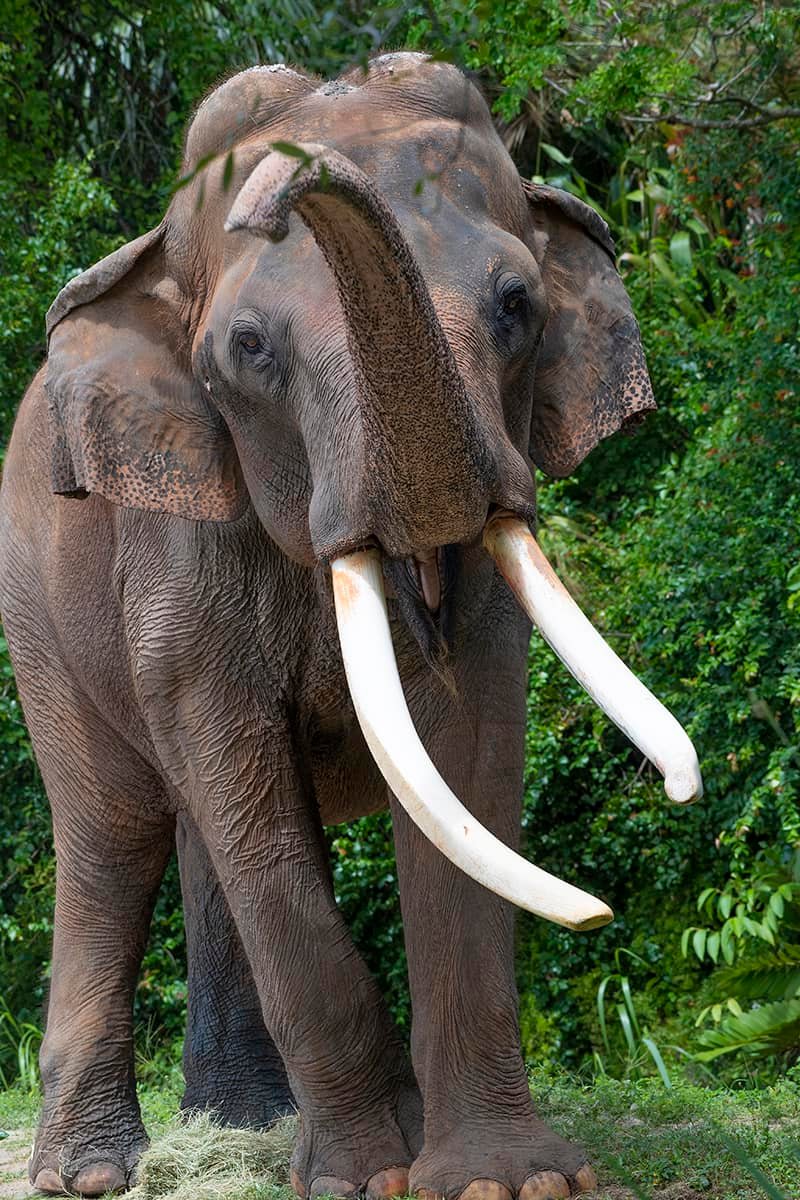 Oldest Elephant Died: அமெரிக்காவில் கருணைக் கொலை செய்யப்பட்ட இந்திய யானை..! பின்னணி என்ன..?