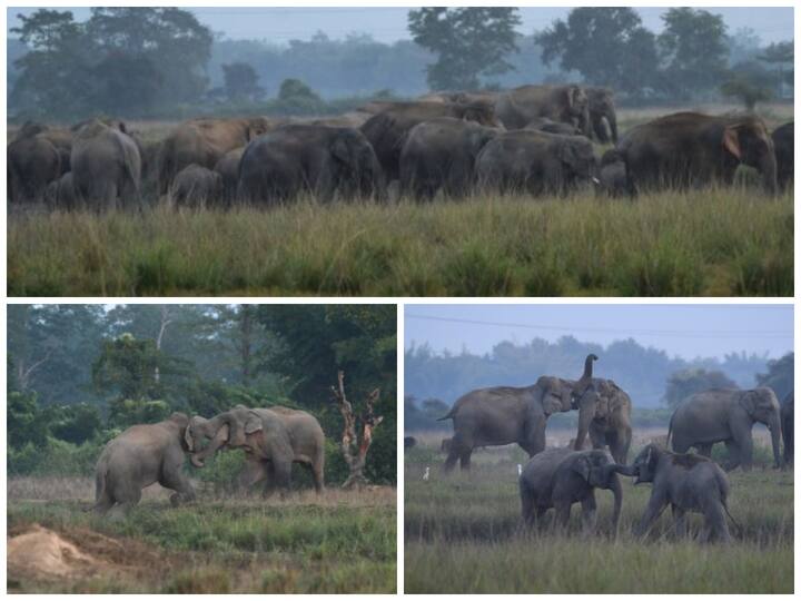 A herd of elephants stray in fields in Nagaon, Assam.