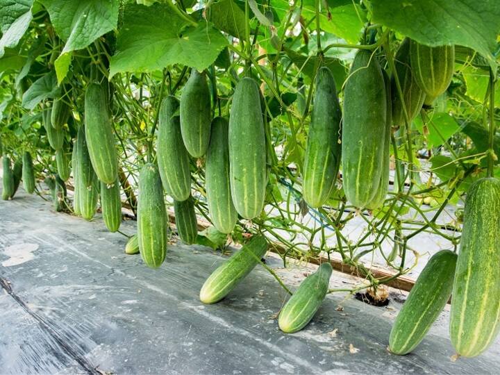 लंच या डिनर में आप भी खाते हैं खीरे का सलाद, तो आज ही से कर दें बंद... इन बीमारियों को देता है बुलावा! You also eat cucumber salad in lunch or dinner so stop it from today itself it may cause stomach problem लंच या डिनर में आप भी खाते हैं खीरे का सलाद, तो आज ही से कर दें बंद... इन बीमारियों को देता है बुलावा!