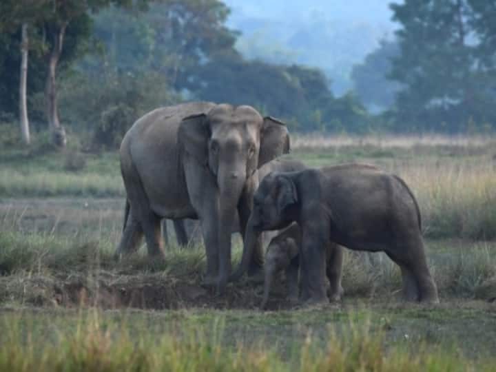 In search of food the elephants have come to the fields in Assam, Nov. 25, 2022. (Source: Xinhua Agency)