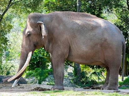 americas oldest elephant dalip dies at the age of 56 at miami zoo Oldest Elephant Died: அமெரிக்காவில் கருணைக் கொலை செய்யப்பட்ட இந்திய யானை..! பின்னணி என்ன..?