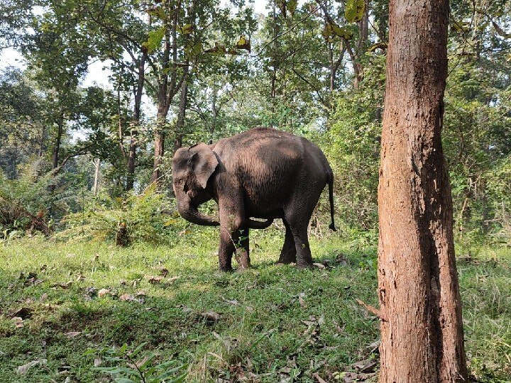 ‘ஆச்சரிய வனம், அதிசய அணைகள், ஆதி கன்னிமாரா தேக்கு’ - பரம்பிக்குளம் சுற்றுலா விபரங்கள் இதோ..!