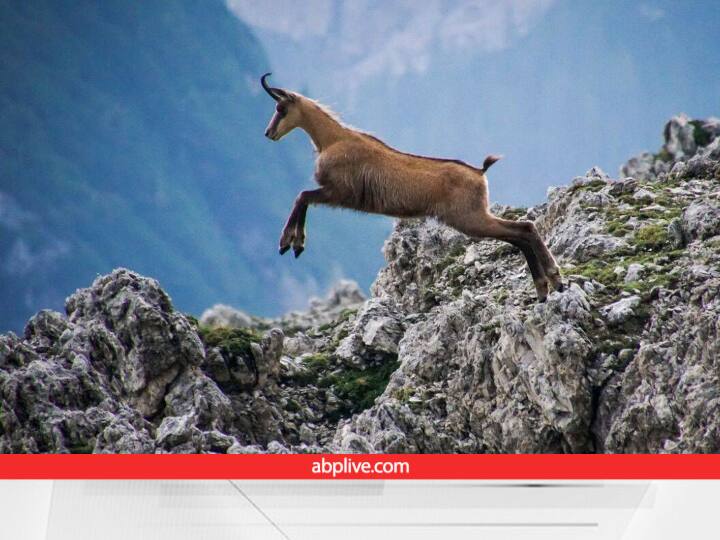 बर्फीली पहाड़ियों के बीच घोड़े से भी तेज दौड़ रही है बकरी, बहुत कम देखने को मिलते हैं ऐसे वीडियो chamois a goat-antelope native to European mountains thrilling viral video बर्फीली पहाड़ियों के बीच घोड़े से भी तेज दौड़ रही है बकरी, बहुत कम देखने को मिलते हैं ऐसे वीडियो