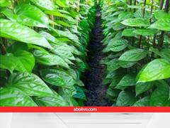 इस फसल की आधुनिक खेती के लिए 35% सब्सिडी, करीब 26,000 रुपये दे रही सरकार, यहां कर सकते हैं आवेदन