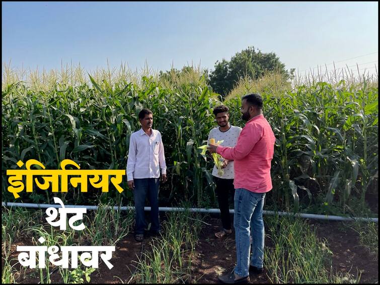 Solapur agriculture News Initiative of an engineer youth for farmers, purchase of maize from farmers  Agriculture News : इंजिनियर युवकाचा शेतकऱ्यांसाठी पुढाकार, थेट बांधावर जाऊन मकेची खरेदी, शेतकऱ्यांना मिळतोय फायदा