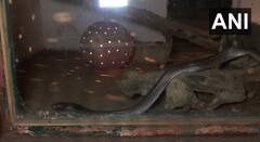 Winter Care: પ્રાણી સંગ્રહાલયમાં સરિસૃપ, વાઘ સહિતના પ્રાણીઓને ઠંડીથી બચાવવા કરવામાં આવી ખાસ વ્યવસ્થા, જુઓ તસવીરો