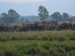 IN PICS: Herd Of Wild Elephants Stray Into Fields In Assam's Nagaon District