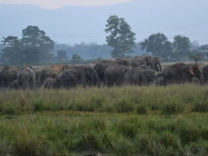 A herd of wild elephants stray in fields near a village in search of food in Nagaon district of India's northeastern state of Assam.(Source: Xinhua Agency)