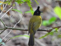 5 मार्च को दिल्ली में बर्ड फेस्टिवल का आयोजन, नेचर वर्क वर्कशॉप से लोगों को जोड़ने की पहल