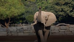 Ajab Gajab: ਆਰਟੀਫੀਸ਼ਿਅਲ ਇੰਟੇਲੀਜੈਂਸ ਦਾ ਕਮਾਲ! ਹੁਣ ਜਾਨਵਰਾਂ ਨਾਲ ਵੀ ਗੱਲ ਕਰ ਸਕਣਗੇ ਇਨਸਾਨ