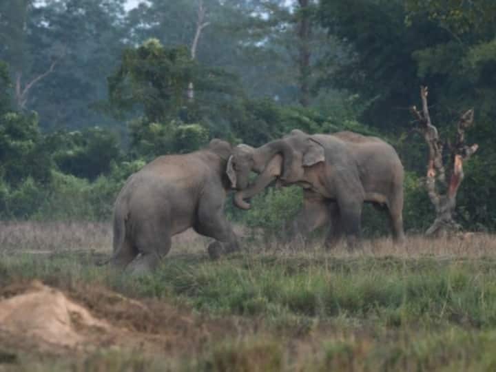 Wild elephants stray in fields in the northeastern state of Assam, Nov. 25, 2022.  (Source: Xinhua Agency)