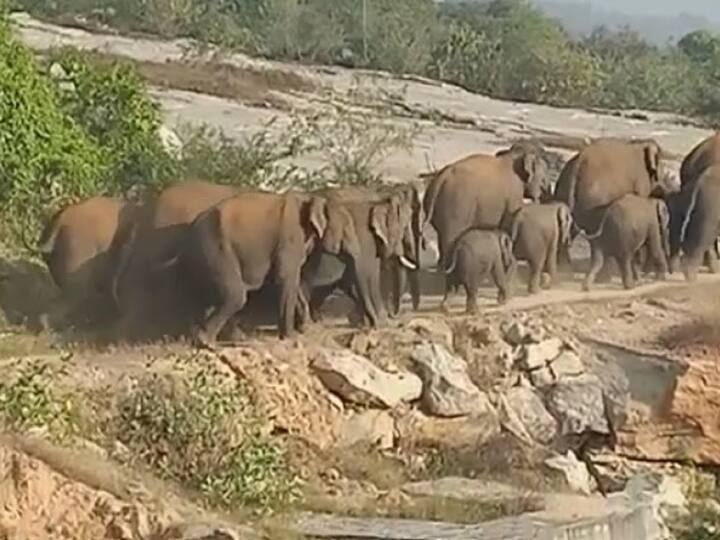 Chittoor district News paddy crops damaged by Elephants in AP Chittoor District News: గజరాజుల దాడిలో పూర్తిగా నాశనమైన వరి పంట, ఆందోళనలో అన్నదాతలు!