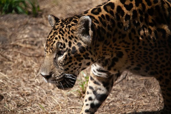 Nashik Latest News Update bibtya leopard attack girl dead Nashik :  त्र्यंबकेश्वर तालुक्यात बिबट्याची दहशत, आता चार वर्षाच्या मुलीचा बिबट्याचा हल्ल्यात मृत्यू
