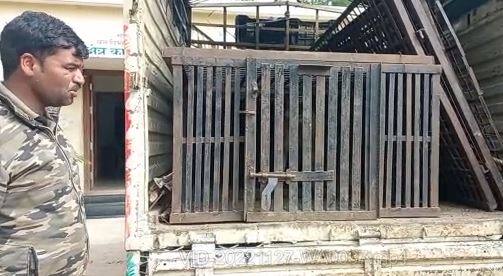 चार दिवसापासून या वानराने सोनखेड ग्रामस्थांना अक्षरश: सळो की पळो करून सोडलं होतं. महाराष्ट्र कर्नाटक या सीमारेषेवर असलेलं महाराष्ट्रातील हे गाव वानराच्या टोळीला सरावलेले आहे. या भागातील बोरसुरी,माने जवळगा ,सोनखेड यासारख्या गावांमध्ये वानराच्या अनेक टोळ्या आहेत. आज पर्यंत या टोळ्यांनी गावामध्ये, शेतामध्ये थोडंफार नुकसान केलं आहे..मात्र मानवी वस्तीत लोकांवर हल्ले केले नव्हते.