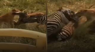 Viral Video: ਸਾਥੀ ਲਈ ਸ਼ੇਰ ਨਾਲ ਟਕਰਾਇਆ ਜ਼ੈਬਰਾ, ਸ਼ਿਕਾਰੀ ਦੇ ਮੂੰਹੋਂ ਬਚਾਈ ਦੋਸਤ ਦੀ ਜਾਨ