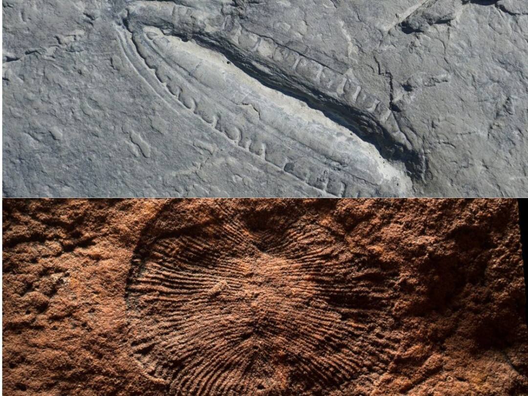 World’s ‘oldest meal’ discovered in a 550 million year old fossil World’s ‘Oldest Meal’: ৫৫০ মিলিয়ন বছরের পুরনো জীবাশ্মে আবিষ্কৃত বিশ্বের 'প্রাচীনতম খাবার'