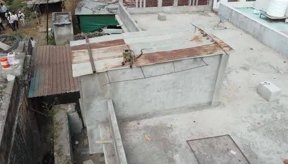 वानराच्या दहशतीमुळे गावातील शाळा बंद केली होती, तसेच किराणा दुकानही बंद केली होती. काठी घेतल्याशिवाय गावातील अबालवृद्धांना, महिलांना बाहेर पडणे कठिण झालं होतं.