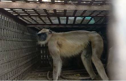 लातूर वन विभागाची 30 लोकांची टीम गावात दाखल झाली. .  ड्रोन कॅमेरा, जाळे, पिंजरे असे अद्यावत यंत्रणा घेऊन वन विभाग गावात दाखल झालं.