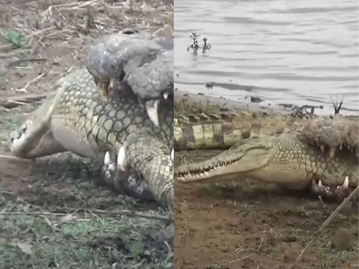 Big crocodile ate small crocodile in 25 seconds, this video is really scary Viral Video: పిల్ల మొసలిని క్షణాల్లో మింగేసిన పెద్ద మొసలి - వైరల్ వీడియో