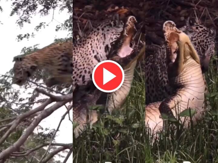 Wild Animal Attack Video Google Trends Video of Jaguar hunting crocodile in water goes viral Video: मगरमच्छ का शिकार करने पानी में ही कूद गया जगुआर, बाहर निकला और मुंह में दबोच लाया गर्दन