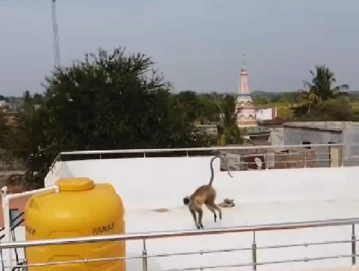 औरंगाबाद आणि लातूर वन विभागाच्या पथकाने केलेल्या संयुक्त कारवाईस आज सकाळी यश आलं.