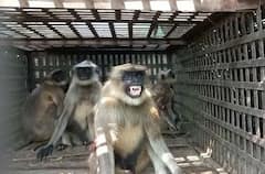 PHOTO: एका वानरानं अख्खं गाव जेरीस आणलं; चार दिवसांनंतर अखेर त्याला पकडलं