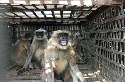 मागच्या चार दिवसांपासून  एक वानर विरुद्ध हजाराच्या वर नागरिक असा संघर्ष रंगला होता.  अडीच हजार लोकसंख्येचे सोनखेड हे गाव मागील चार दिवसापासून या वानराच्या दहशतीने अक्षरशः हादरले होते. गावातील 50 पेक्षा जास्त लोकांना या वानरांना चावा घेतला होता.