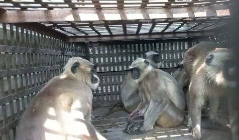 चार दिवसापासून लातूरच्या सोनखेड ग्रामस्थांना परेशान करणाऱ्या वानरास अखेर जेरबंद करण्यात यश आले आहे. मागील चार दिवसापासून 50 लोकांना चावा घेणारा या वानरास वन विभागाच्या औरंगाबाद आणि लातूर येथील पथकाने जेरबंद केलं आहे.