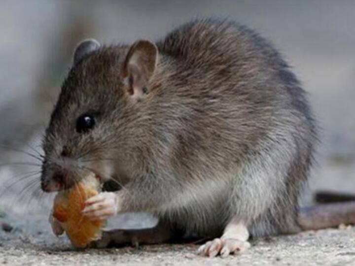 UP News Postmortem of rat killed in Badaun done in Bareilly, report will come in three-four days Budaun News: बदायूं में मारे गए चूहे का बरेली में हुआ पोस्टमार्टम, रिपोर्ट आने के बाद हत्यारोपी पर होगी कार्रवाई