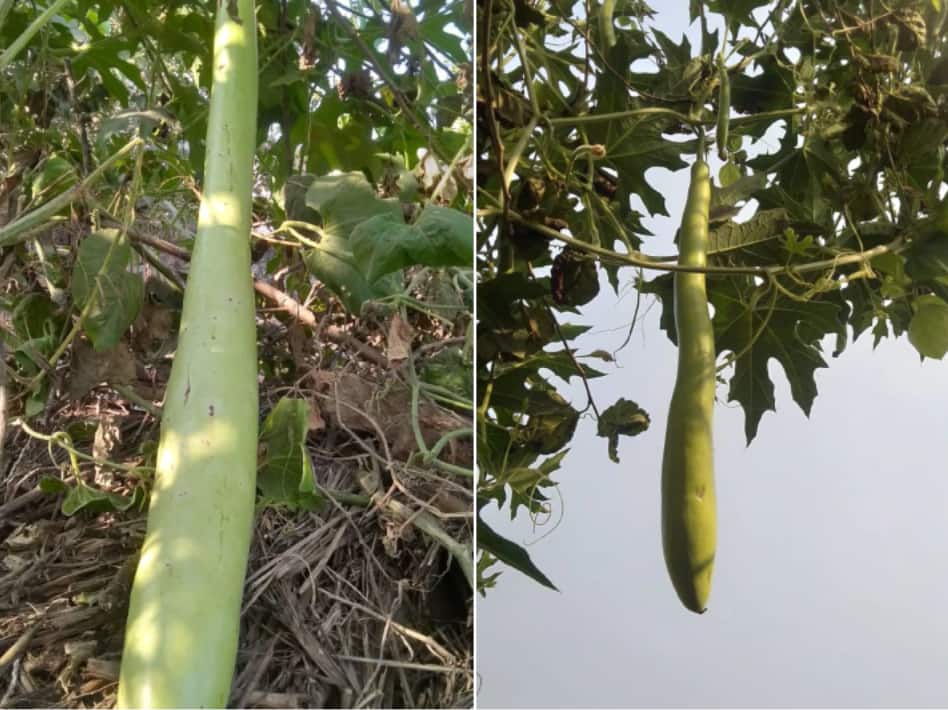 Trending: ਚਾਰ ਫੁੱਟ ਦੀ ਲੌਕੀ ਨੇ ਸਭ ਨੂੰ ਕੀਤਾ ਹੈਰਾਨ, ਤਸਵੀਰ ਵਾਇਰਲ ਹੋਣ 'ਤੇ ਲੋਕਾਂ ਨੇ ਕਿਹਾ ਲੰਬਾਈ ਦਾ ਰਿਕਾਰਡ ਬਣਾ ਦੇਵੇਗੀ ਇਹ